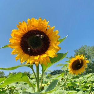 Meet your Posher, Kao